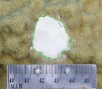 Coral lesion, perimeter measured