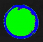 Hose cross section, thickness measured