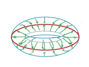 Collapse of torus onto its equator