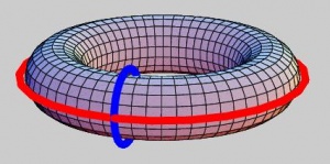 The tire (torus) has two tunnels represented by these two "cycles". 