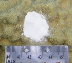 Coral lesion