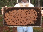 The original image of bee brood