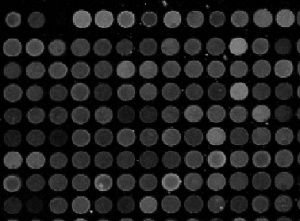 An array of wells with different levels of gray indicating what is going on in each