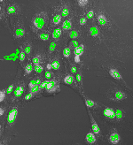 Nuclei, captured